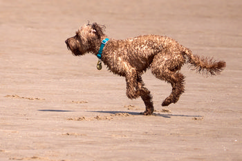 Dog running on beach 3 This landscape photograph captures a dog running on the wide sandy beach at Sutton on Sea, Lincolnshire, England, in the United Kingdom. Taken in the late morning during spring, the image shows the animal in motion with its fur wet and a blue collar visible, indicating recent play in the water. The beach scene features the dog as the main subject, highlighting the natural environment and the freedom enjoyed by animals in Sutton on Sea, a coastal location known for its expansive beaches in Lincolnshire. The focus on dogs in motion along the beach typifies the springtime activity and atmosphere found in this part of England.
